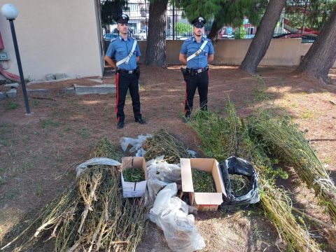 Sorpresi a prendersi cura di una piantagione di marijuana, arrestati